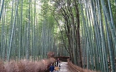 Bambú Japonés No Hay Crecimiento Exterior Sin Crecimiento Interior