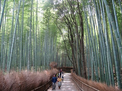 Bosque de bambú en Kioto Japón